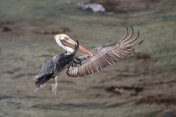 Brown Pelican in flight