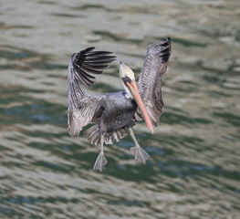 Brown Pelican in flight