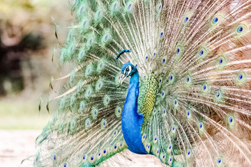 Fototapeta premium peacock with its magnificent tail opened wide