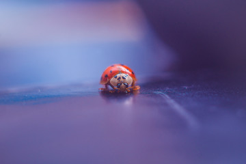 Chinese ladybug, insect, animal walking on purple ground, macro, close-up