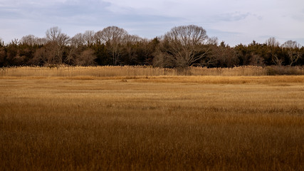 reeds in the autumn