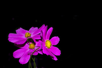 Bright colorful cosmos flowers