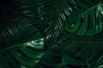 Obraz na płótnie Canvas Dark tropical background