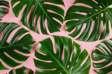 Creative pastel green monstera leaves abstract pattern © mykolastock