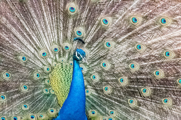 Obraz premium peacock with its magnificent tail opened wide