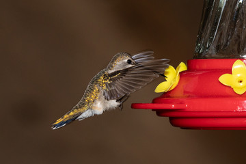hummingbird in flight