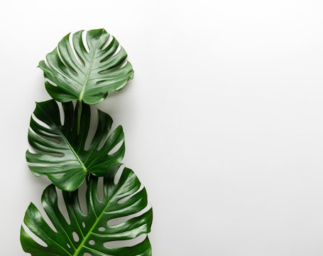 Monstera bouquete on white background isolated