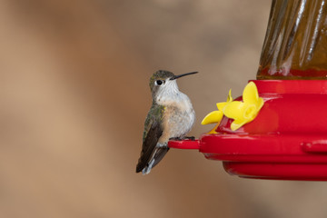 hummingbird