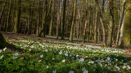 Obraz premium Spring forrest with the white flowers