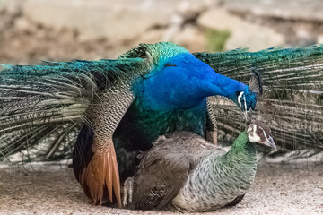two peacocks cought up mating