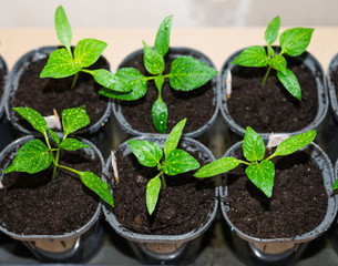 Pepper Sprouts with Drops of Water on Leaves. Spring Seedlings of Bell Pepper in Pots. Young Shoots of Peppers Grown from Seed at Home