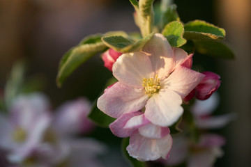 Close up of apple bloom, spring  - 337843108