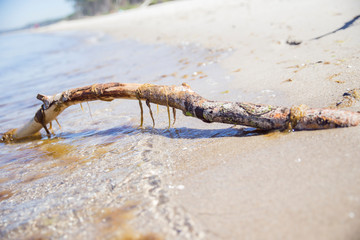 Muscheln und Steine im weißen Sand am Strand