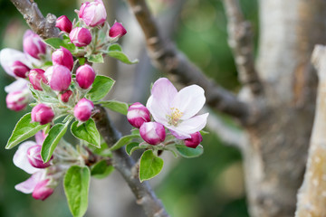 Close up of apple bloom - 337843512