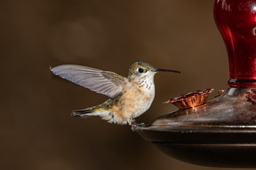 hummingbird in flight