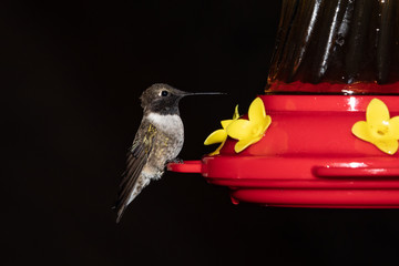 hummingbird feeding on a feeder