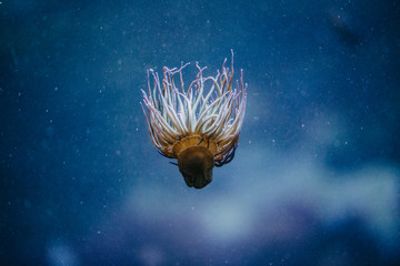 Unterwasserwelt: Meerestiere und Pflanzen unter wasser