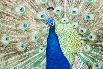 Obraz premium peacock with its magnificent tail opened wide