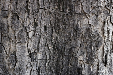 Wood Tree Bark Brown Texture Background