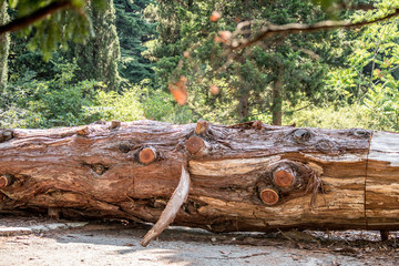 Fototapeta premium old tree stump