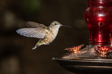 hummingbird hovering