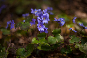 snowdrops gepatica in the forest,spring background