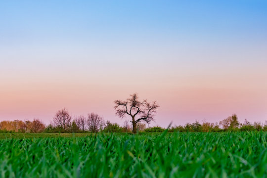 Beautiful sunset landscape - tree, green field and colorful sky. 