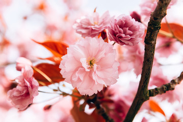 Sakura flowers, cherry blossom
