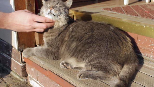 cute fat cat leopard coloring lies on the wooden surface and enjoys the company of the owner. The owner strokes and gently scratches the animal. Animal Care Day