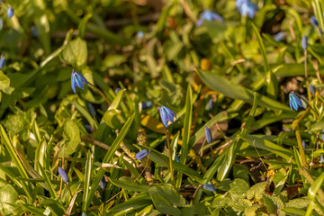 early spring in the spring forest