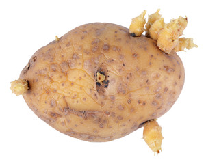 Sprouted potato