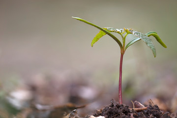 Tree seedling with cotyledons and first true leaves