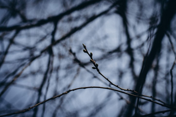spring branch of cherry tree