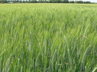 Green wheat field