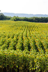 beautiful field of sunflowers in the summer