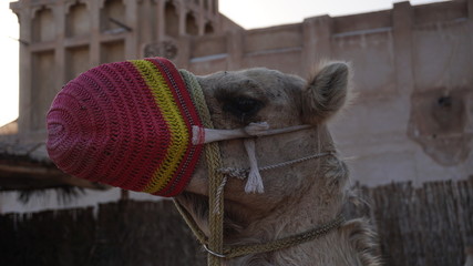 camel © Tomasz