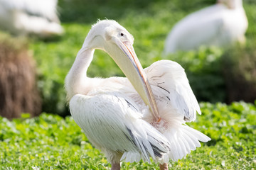 white pelican oiling its fethers