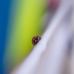 Red ladybug walking on a blue sheet lying in the sun after laundry