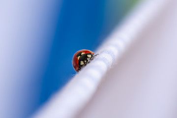 Red ladybug walking on a blue sheet lying in the sun after laundry © Miguel Ángel RM