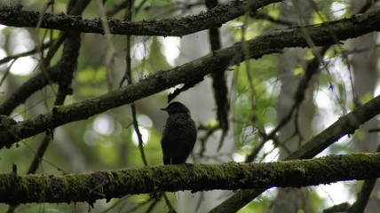 bird on a branch