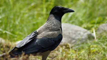 crow on the grass