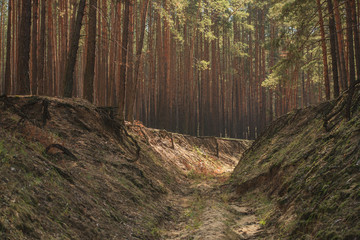 beautiful sun-filled ravine at sunset along which tall pine trees grow