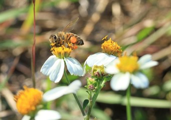 Honey Bee on a white flower with pollen on its pollen sac
