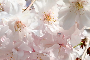 日本の八重桜