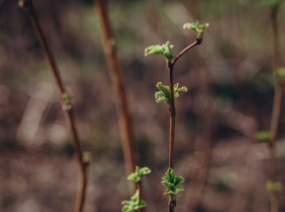 young leaves green blossoming leaves