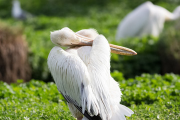 white pelican oiling its fethers