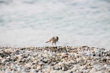 A small bird on a rocky beach, close-up.