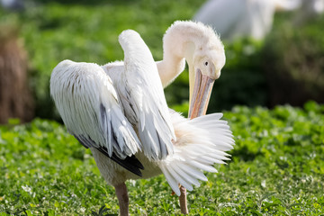 white pelican oiling its fethers