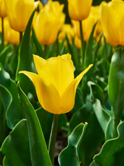 Bright colorful yellow Tulip blossoms in spring