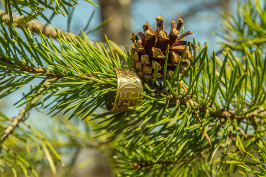 Gold ring with the image of the Slavic rune Kolovrat meaning the movement of the sun suspended on a spruce branch